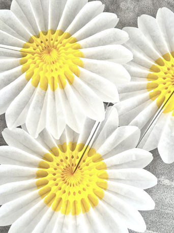 Giant Paper Daisy Fan Set